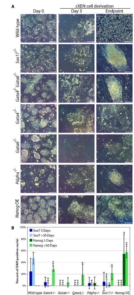 Fig. 3. Gata6establishment.Representative phase-contrast images were taken at defined timepoints during the course of derivation [day 0 in pluripotency conditions,day 3 prior to the first passage and the endpoint: after prolongedculture (day 30)]