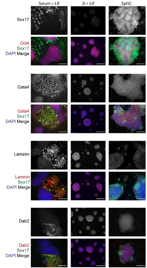 Fig. 4. XEN-like cells are present in mESC cultures in serum andLIF. Immunofluorescence analysis of Sox17 expression: in mESCsmaintained in serum and LIF; in mESC maintained in Erk and Gsk3inhibitors, and LIF (2i+LIF); and in EpiSC maintained in the presen