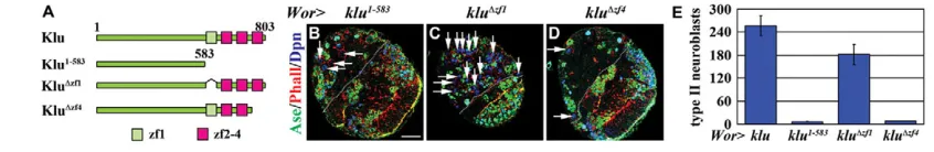 Fig. 4. Induction of supernumerary type II neuroblasts by Klu is dependent on the zinc-finger motifs
