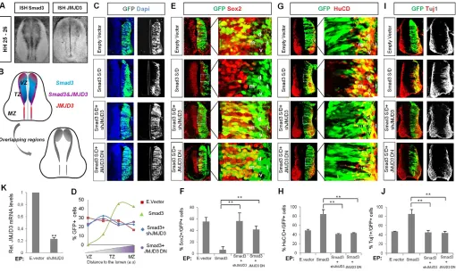 Fig. 5. Smad3 and JMJD3 cooperate to induce neuronal differentiation in chick spinal cord
