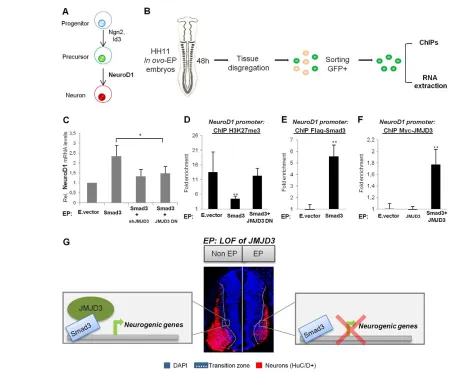 Fig. 6. NeuroD1(enrichment over negative binding regions for Smad3 and JMJD3 (±s.e.m.)
