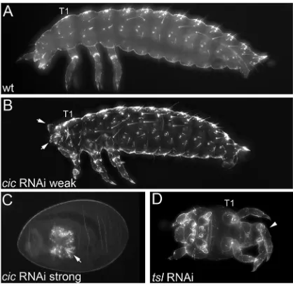 Fig. 2. Live imaging of Tc-ciclabelled stage-matched embryo at representative time-points.(A,C,E,G) Lateral views of wild-type embryos at differentiated blastoderm (A),posterior-pit (C), invagination (E) and serosa closure stages (G).(B,D,F,H) Correspondin
