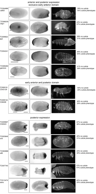 Fig. 4. Results of the RNAi and expressionscreen. Candidate genes were monitored forexpression and function in AP patterning usingRNAi