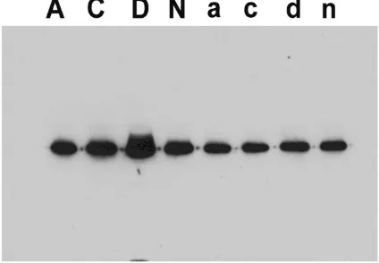 Fig 8. Western blot for -smooth muscle actin demonstrating a differ-ence between NECA treated cells (N) vs