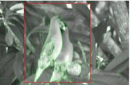 Figure 7 shows an image of wild birds 