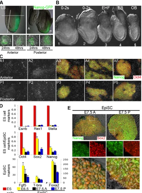 Fig. S3A,B). In striking contrast, not a single explant from embryos