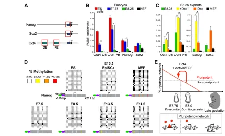 Fig. 7. Chromatin changes at pluripotency transcription factor genes. (test: *somitogenesis-stage (two to eight somites; E8.25) embryos compared with ES cells and MEFs