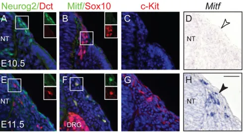 Fig. 1. Sequential expression of sensory and melanocyte markersin neural crest cells. (A-H) Immunohistochemistry of Neurog2, Dct,Mitf, Sox10, c-Kit (A-C,E-G) and in situ hybridization analyses of Mitfexpression (D,H) on transverse sections of mouse embryos