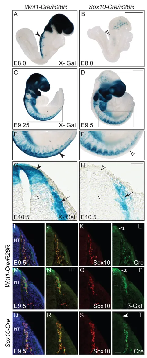 Fig. 2. Neural crest cells can be manipulated in a temporallycontrolled manner using the (T, arrowhead)