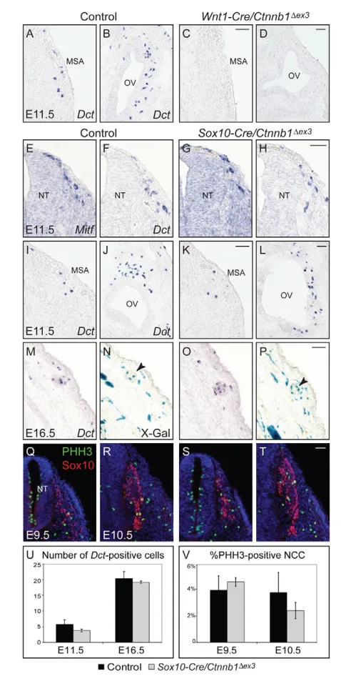 Fig. 3. Formation of orthotopic Dct-skin at E16.5 reveals no significant difference in numbers of positive cells between histone H3 (PHH3) shows comparable numbers of proliferating cells inSox10-Cre/Ctnnb1Sox10-expressing cells demonstrates no significant 