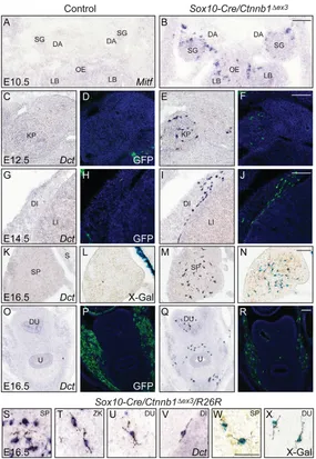 Fig. 6. Formation of ectopic melanoblasts at variousex3 
