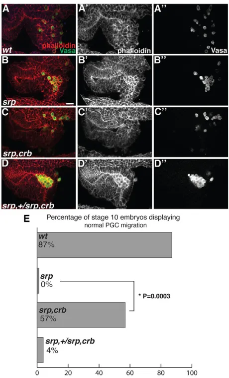 Fig. 3. Epithelial disruption in the absence of endodermalspecification is sufficient for PGC migration