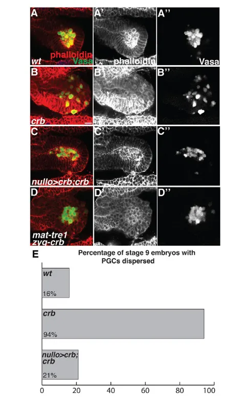 Fig. 4. Premature epithelial disruption leads to precocious PGCmigration. (4/19) had PGCs dispersed