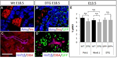 Fig. S4), the observed segregation of the transgene-expressing