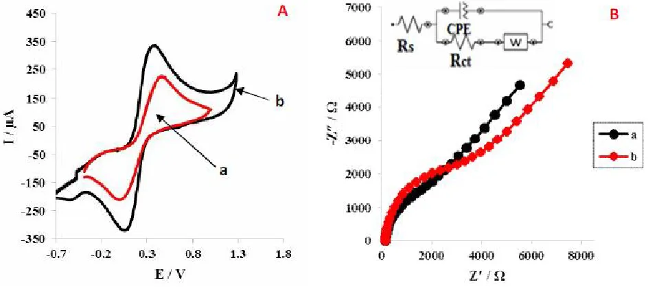 Fig. 2. (A) CVs of BGPE (a)  and GPE/PBQC in  0.1 M KCl  containing 5 mM Fe(CN)    63-/4-