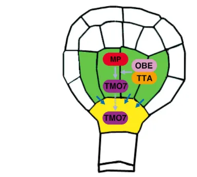 Fig. 7. Model for action of OBE and TTA in embryonic rootinitiation. At the early globular stage, MP activates the expression ofTMO7 in the basal part of pro-embryo (green)