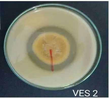 Fig. 1.  Fungus showing maximum zone of clearance 
