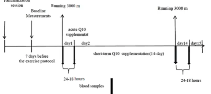 Fig.1.Training protocol and supplementation of CoQ10