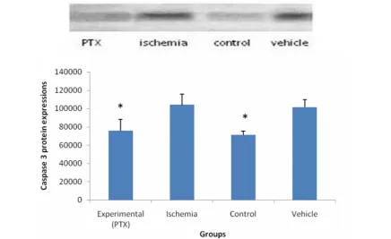 Fig. 2. Comparison the mean of apoptotic bodies in vehicle, experimental, ischemia and control groups according toTUNEL assay