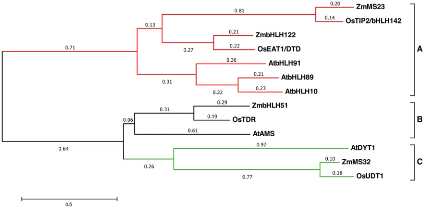 Fig. 6. Phylogenetic analysis of tapetal bHLHs from maize (Zm), rice (Os) and Arabidopsisthe maximum likelihood method based on the Poisson correction model