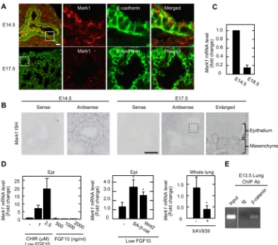 Fig. 6. Identification of Mark1 as a downstream target of the ActbIg or anti-lentiviruses