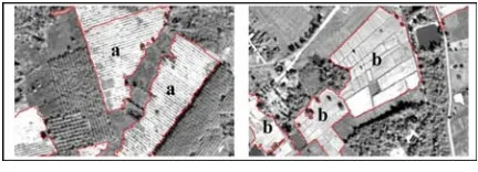 Figure 19: Panchromatic imagerubber sapling plantations and b) the fallow bare lands  showing a) the rows of and paddy fields