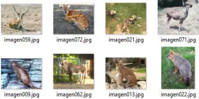 Figure 5. Commands for the histogram extraction   Source: Created by authors 