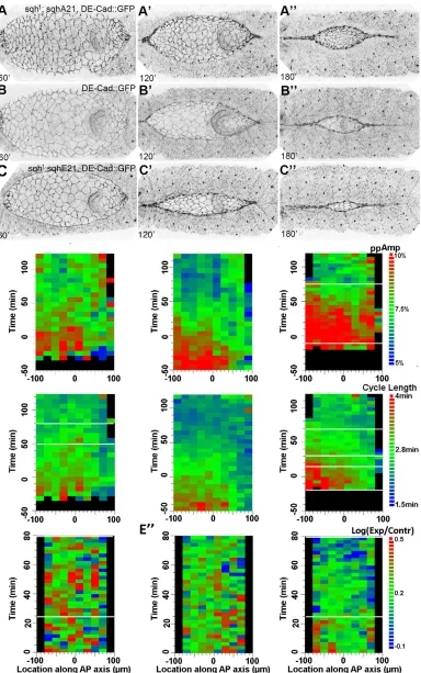 Fig. 2. Cell shape oscillations in amnioserosa cells of Sqh phosphomutants. (A-Cover time