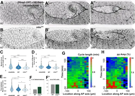 Fig. 5. Myosin foci dynamics and cell shape fluctuations in embryos with perturbed Mbs activity