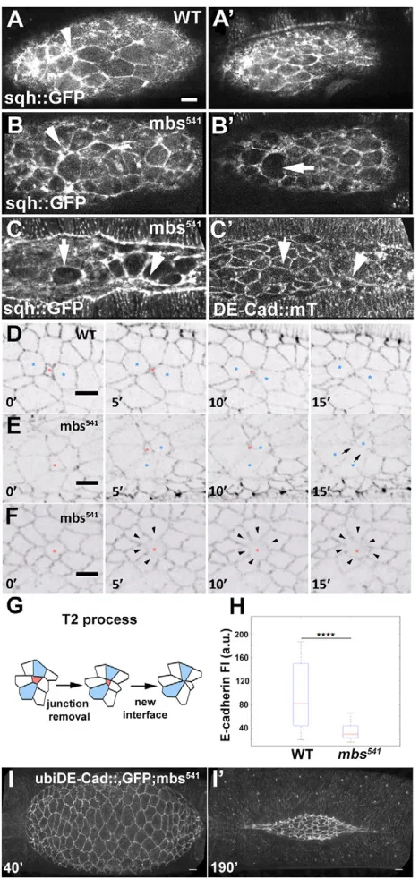 Fig. 6. Adhesion defects in mbsevent. The starting point of a delamination event is the time point at which thearea of the extruded cell is 60-80% of its neighboursembryos, of 74 cell delamination events analysed (7 embryos), 60 formed anew interface betwe