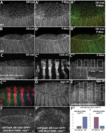 Fig. 7. Mbs function in the AS is mediated byMoesin.channels. Stage 13 wild-type embryo (D) andstage 13 prd-GAL4>UAS-MbsN300 embryo (E)stained for monophosphorylated Sqh (Sqh-1P).Dotted boxes (C (A-B″) Stage 13 (A-A″) and stage 14(B-B″) embryos stained for