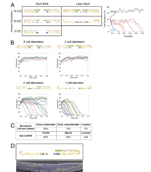 Fig. 2. Sustainability of the proliferative zone. (A)(Left) Three classes of the proliferative zone at time points 1:30 (minutes:seconds) (left) and2:30 (right) (1.5 and 2.5 minutes, respectively) of the simulation: sustainable (top), unsustainable with s