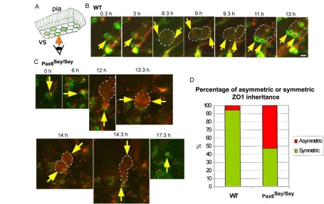 Fig. 2. Increased cell divisions with asymmetric partitioning of the apical membrane in mouse Pax6Sey/Seyof en face imaging indicating the green EGFP-ZO1-marked cell boundaries and the red PACT-mKO1-labelled centrosomes at the ventricular surface(vs)