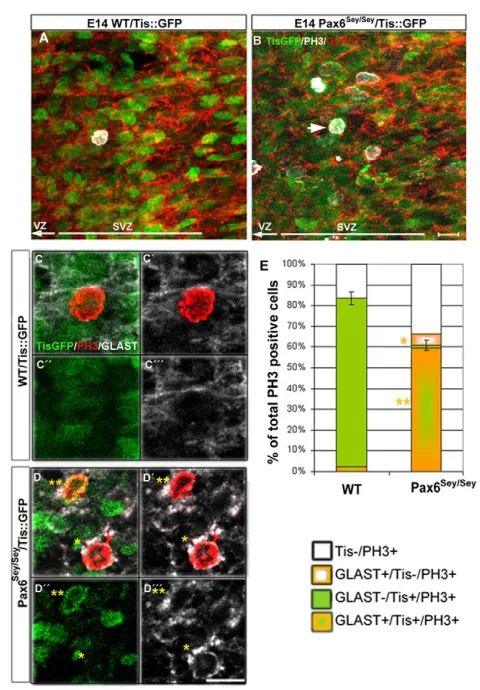 Fig. 4. Basally dividing progenitors in mouse Pax6Sey/SeyPH3-positive basally dividing cells labelled for these markers asindicated by the colours (15 cells WT; 38 cells Pax6(B,D) labelled as indicated