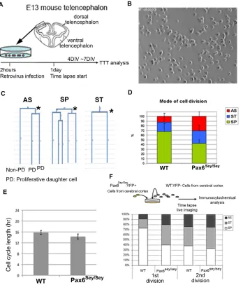 Fig. 6. In vitro time lapse lineage tree