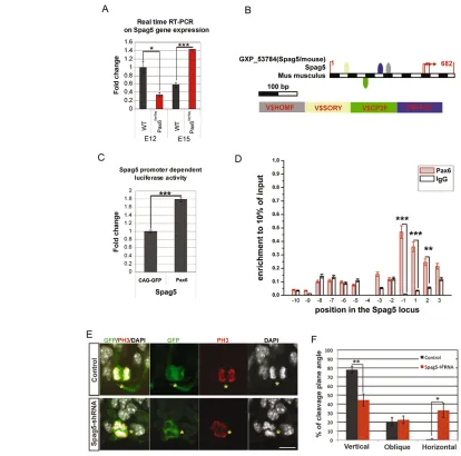 Fig. 7. Direct interaction between Pax6 and Spag5 blue box (Gene2Promoter; Genomatix and FrameWorker)