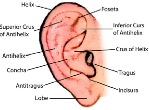 Figure 1: The structure of humans' ear [7]. 