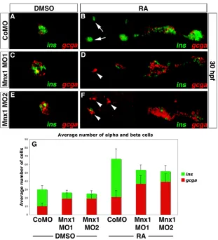 Fig. 7. Mnx1 knockdown alters the alpha:betacell ratio in a similar fashion in control and RA-carrier-treated (A,C,E) and RA-treated (B,D,F) 30 hpfzebrafish embryos that were injected with controlMO (A,B), Mnx1 MO1 (C,D) or Mnx1 MO2 (E,F),showing double FI