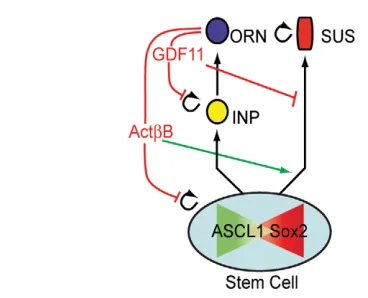 Fig. 8. Schematic of OE lineages showing distinct roles for GDF11and ACTcells that give rise to INPs