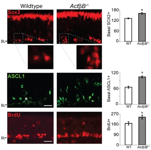 Fig. 2. Increase in SOX2+charts show cells/mm OE (mean  and ASCL1+ cells in ActB–/– OE