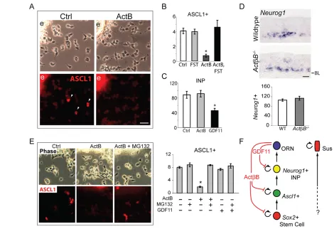Fig. 3. ACTB limits development of ASCL1+PGDF11 (20 ng/ml) was added for 2 hours. MG132 (10immediate neuronal precursors (INPs) were analyzed as described (Wu et al., 2003) and are plotted as mean (ng/ml)
