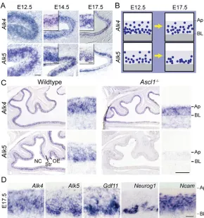 Fig. 4. Expression of Alk5, but not Alk4, requiresAscl1 function. (A)ISH in wild-type mouse OE.