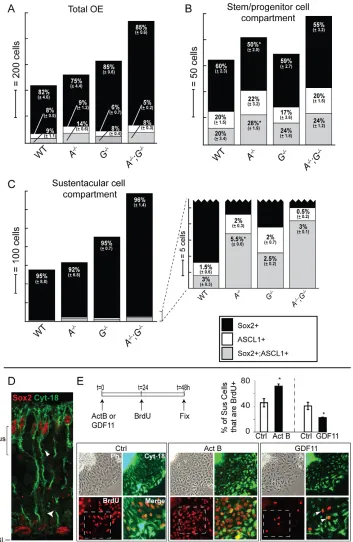 Fig. 7. Act(marker categories (SOX2were quantified for (A) total OE, (B)basal stem/progenitor cellcompartment and (C) apicalsustentacular cell compartment