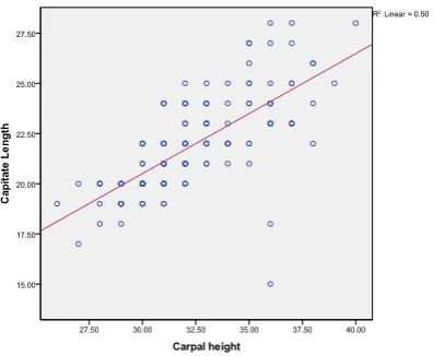 Fig. 8. Linear relationship between carpal height and third metacarpal length. The equation of the regression line is Y =11.8 + (.3(x)) p = .001