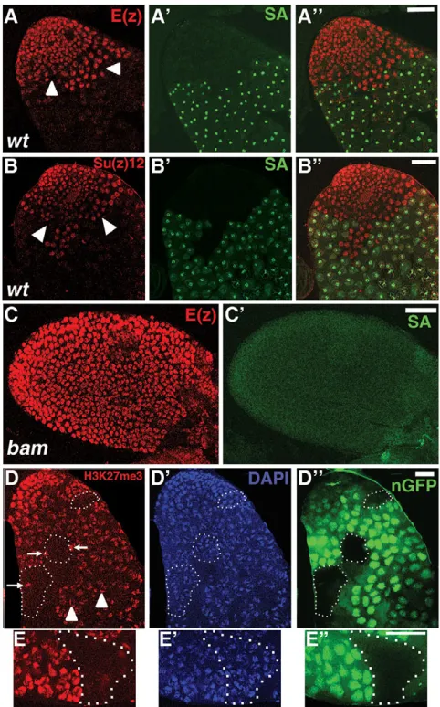 Fig. 1. Expression of the PRC2 components E(z) and Su(z)12 isdownregulated as male germ cells differentiate