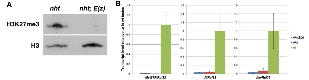 Fig. 4. Inactivation of E(z) is insufficient to turn on terminal differentiation genes in a tTAF mutant background