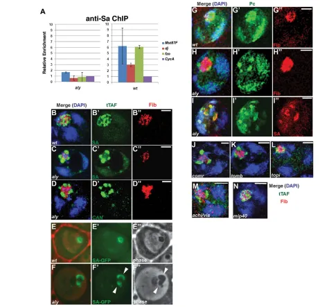 Fig. 5. tMAC function is required for the recruitment of tTAFs to target genes and for proper subnuclear localization of tTAFs andPolycomb.(GFib