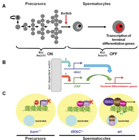 Fig. 6. Model for the developmentally programmed steps thatoppose PcG repression and turn on terminal differentiation genePrecursors include stem cells (S) and mitotically dividing spermatogonia.Spermatocytes include early spermatocytes (light gray nucleus