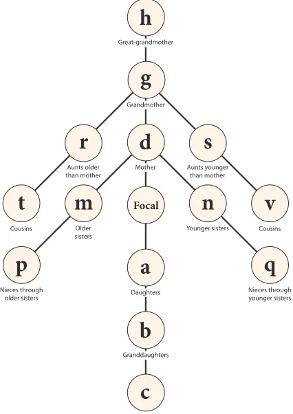 Figure 1:The kinship network. The network of kin deﬁned in Goodman,Keyﬁtz, and Pullum (1974) and Keyﬁtz and Caswell (2005)