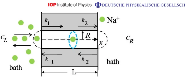 Figure 1. Simpliﬁed model of ion channel represented as a cylinder of radius Rand length L